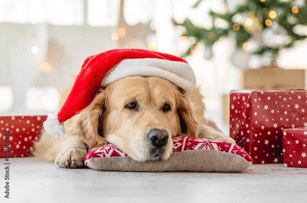 Wall mural golden retriever dog wearing santa hat lying on pillow and looking at camera in christmas time. pure