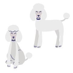 Fluffy french white poodle cartoon in two poses sitting and standing. Vector clip art