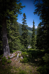 Fototapeta na wymiar View through fir trees from the big Scheidegg Mountain in Switzerland