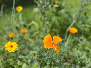 Obraz premium Picturesque Photos of a Beautiful Sunny Landscape and Flowers