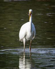 A Great Egret in water eating a fish, frontview