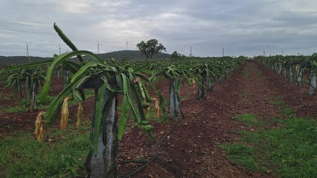A wide view of freshly flowering dragon fruit plantation.young dragon fruit farming