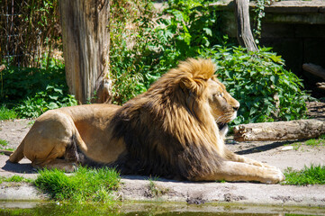 Naklejka na ściany i meble Portrait of a male lion in Dortmund Zoo