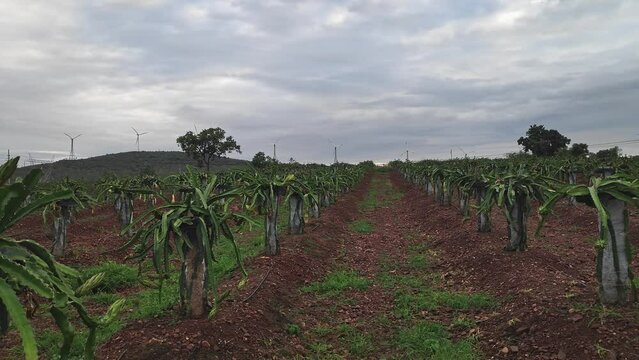 A wide view of freshly flowering dragon fruit plantation.young dragon fruit farming