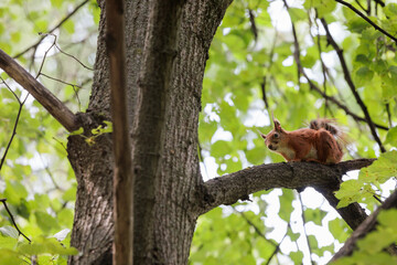 squirrel on tree