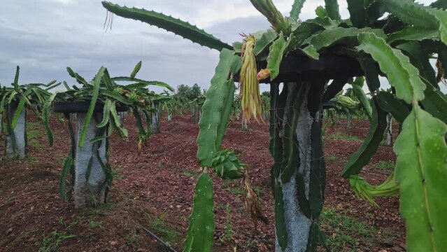 A close-up of freshly grown dragon fruit buds on the plants or dragon fruit farming