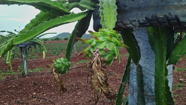 A close-up of freshly grown dragon fruit buds on the plants or dragon fruit farming