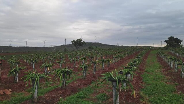 A wide view of freshly flowering dragon fruit plantation.young dragon fruit farming