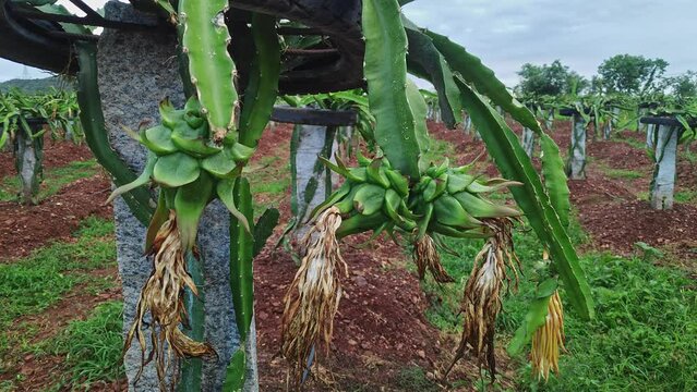 A close-up of freshly grown dragon fruit buds on the plants or dragon fruit farming