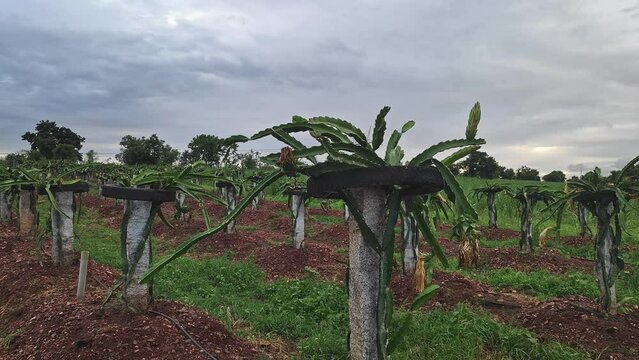 A close-up of freshly grown dragon fruit buds on the plants or dragon fruit farming