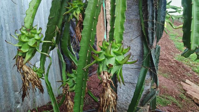 A close-up of freshly grown dragon fruit buds on the plants or dragon fruit farming