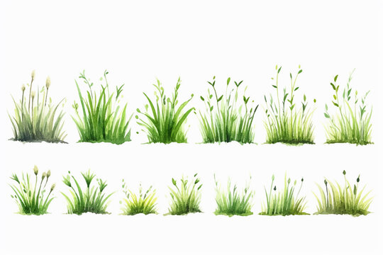Set of Watercolor green lush grass for spring or summer decoration. Tufts of fresh plants in close up isolated on white. Collection of ecology outdoor blade elements growing in garden or meadows