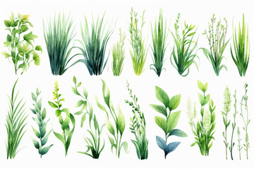 Set of Watercolor green lush grass for spring or summer decoration. Tufts of fresh plants in close up isolated on white. Collection of ecology outdoor blade elements growing in garden or meadows