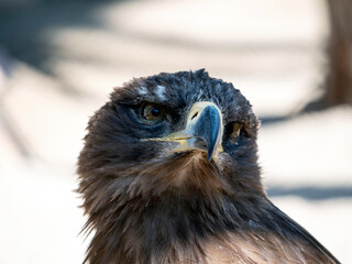 Head of a golden eagle. Close-up