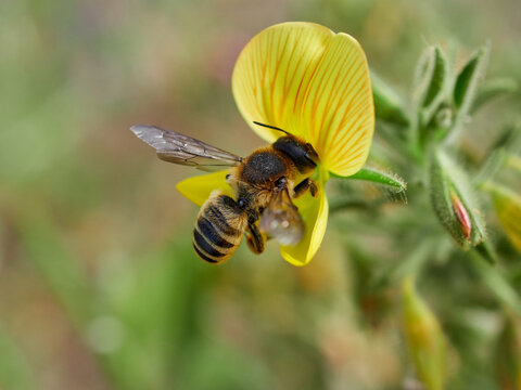 Leafcutter, Mortar, and Resin Bee. Genus Megachile