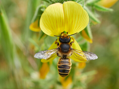 Leafcutter, Mortar, and Resin Bee. Genus Megachile