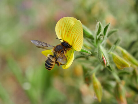 Leafcutter, Mortar, and Resin Bee. Genus Megachile