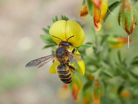 Leafcutter, Mortar, and Resin Bee. Genus Megachile