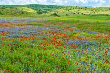 Red poppies and blue cornflowers in a flower field