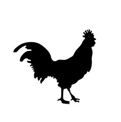 Vector isolated one single standing cock hen with tail side view colorless black and white outline silhouette shadow shape