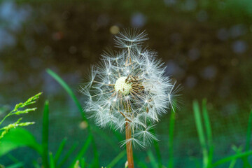 dandelion seed head