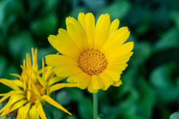 yellow flower