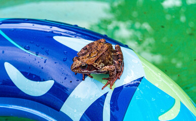 frog in the pool