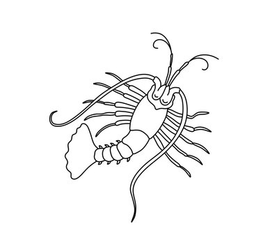 Vector isolated one single cancer lobster omar shrimp langoustin langoust top view colorless black and white contour line easy drawing