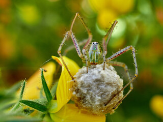 African Green Lynx Spider. Peucetia viridis.