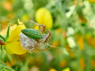 African Green Lynx Spider. Peucetia viridis.