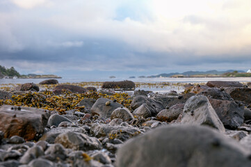 Fototapeta na wymiar Seaweed and snails cover the rocks along the Norwegian coastline.