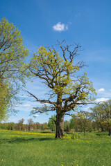 Fototapeta na wymiar oak tree 