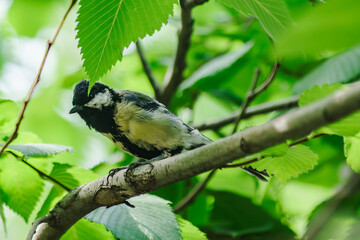 Our feathered friends on a tree in the city