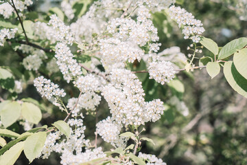 bird cherry flowers