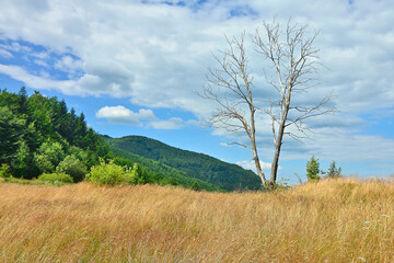 Fototapeta premium Dead tree in the mountains on a sunny summer day
