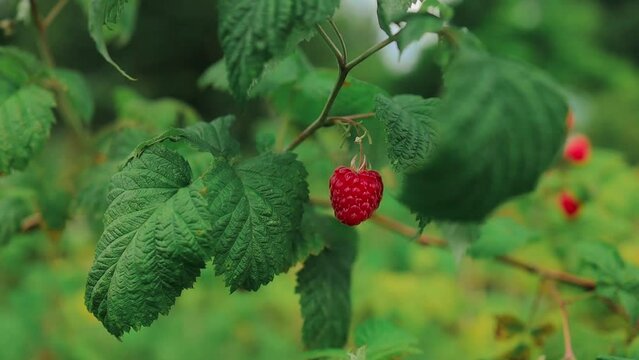 Beauty ripe raspberry berries ready to harvesting, banner. Red raspberries and green leaves in summer garden 