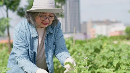 Portrait of a happy old age woman and retirement and gardening and growing plants in a garden center near the city. Outdoor hobby and healthy activity. Lifestyle and hobby for retirement