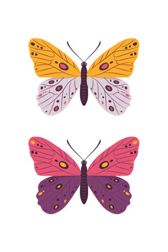 Butterfly. Vector illustration.
