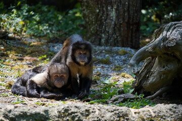 Two Golden-bellied capuchins, monkeys called in Latin Sapajus xanthosternos or cebus xanthosternos were captured as they were observing something in front of them. They look at the same direction.