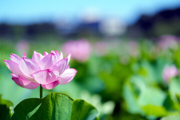 不忍池の蓮の花