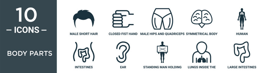Obraz premium body parts outline icon set includes thin line male short hair shape, closed fist hand gesture, male hips and quadriceps, symmetrical body parts, human, intestines, ear icons for report,