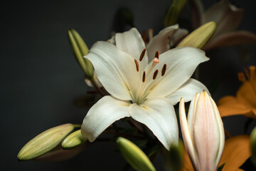 white lily bud
