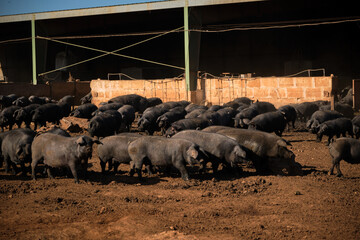 Domestic pigs walking out of barn