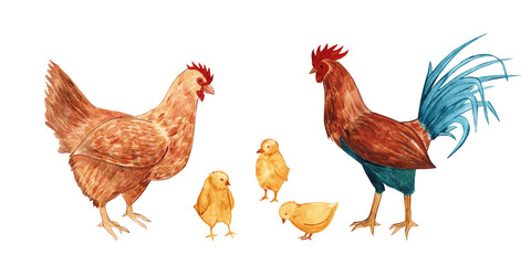hen, rooster, chick watercolor