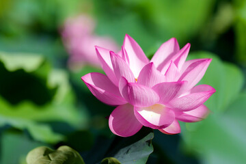 不忍池の蓮の花