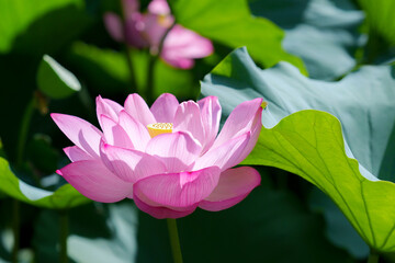Obraz premium 不忍池の蓮の花
