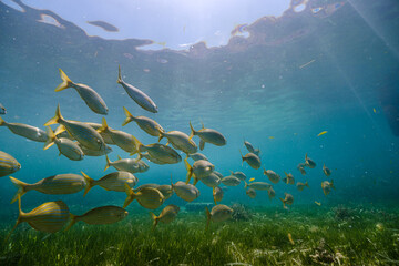 Fototapeta na wymiar Fishes with yellow tails swimming underwater