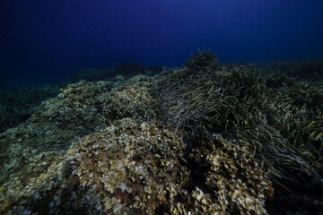 Coral reefs on bottom of deep blue sea