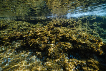 Large coral reef under clear water of ocean