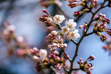 春の日差しにほころぶ桜の花
